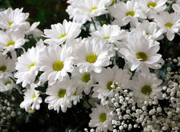 Sonar con flores blancas 1